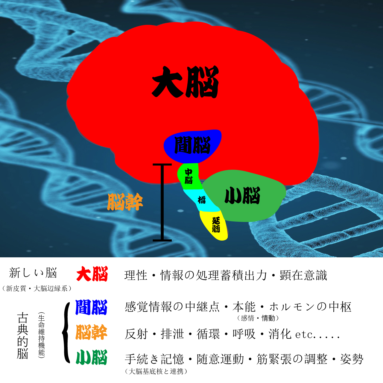 大脳・間脳・脳幹・小脳