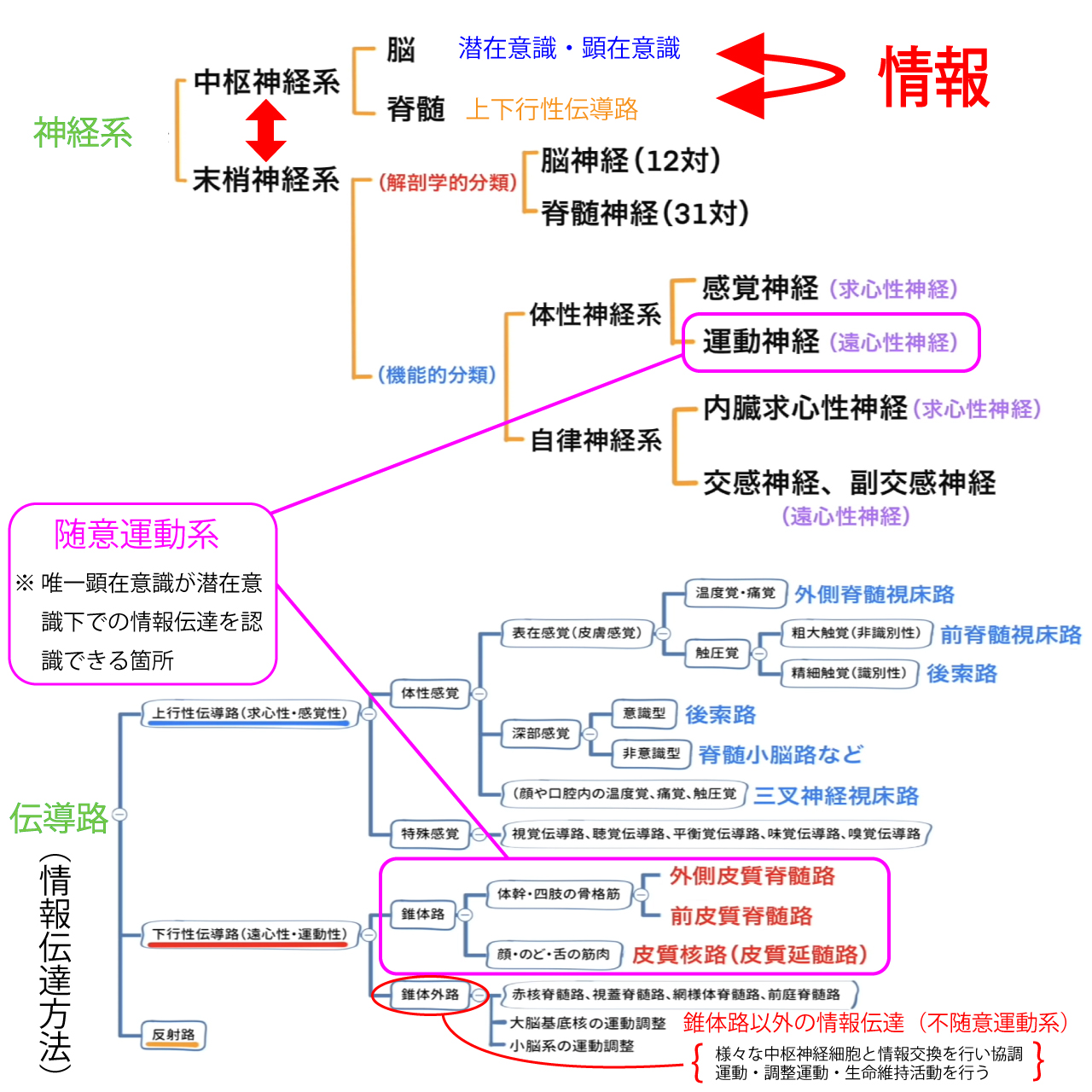 神経系・伝導路