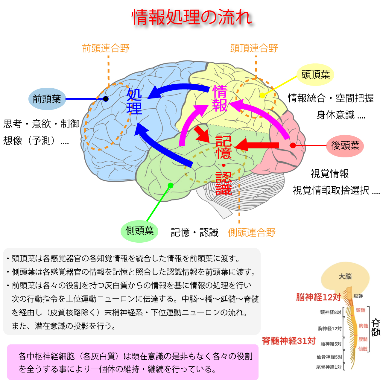 脳の情報処理