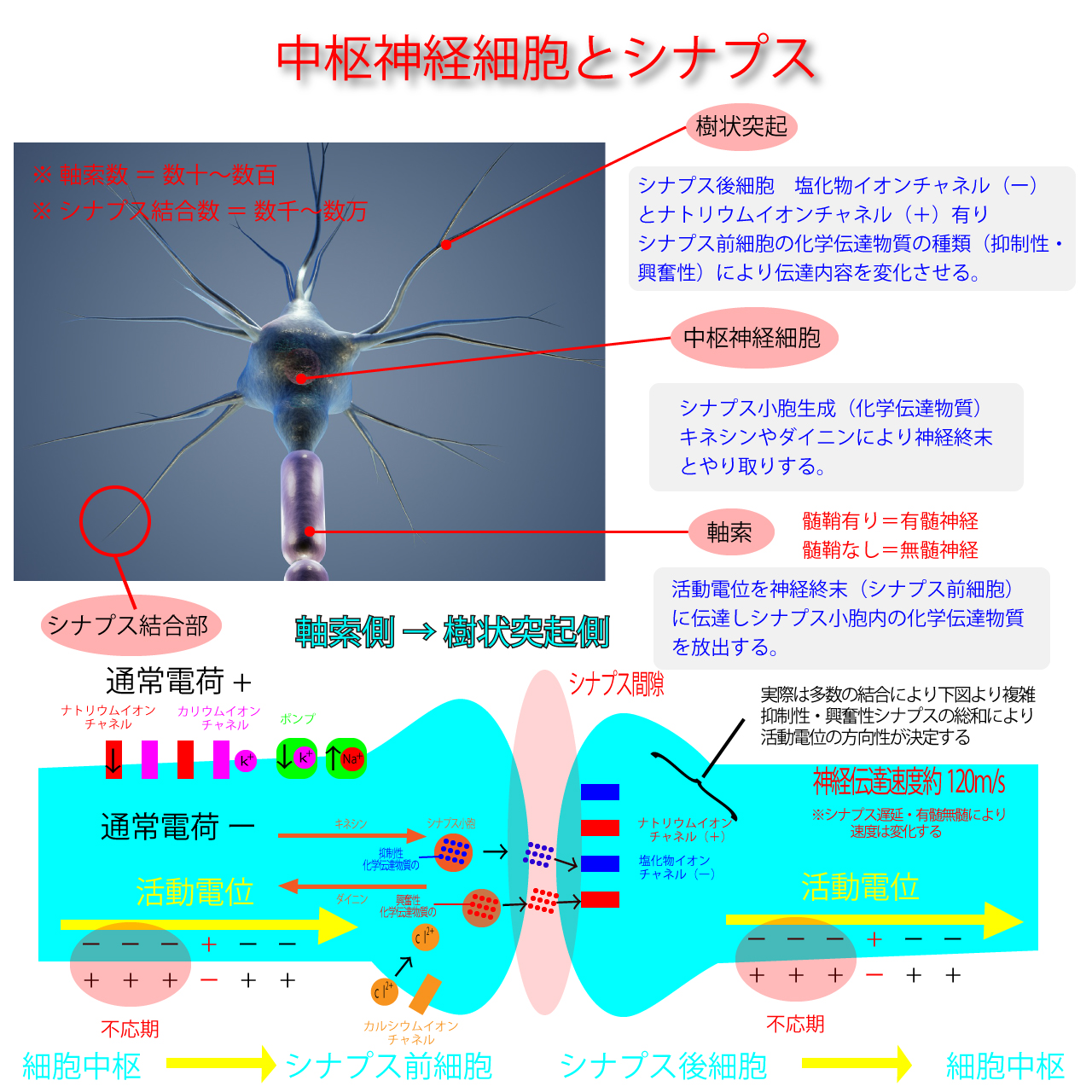 中枢神経細胞・シナプス