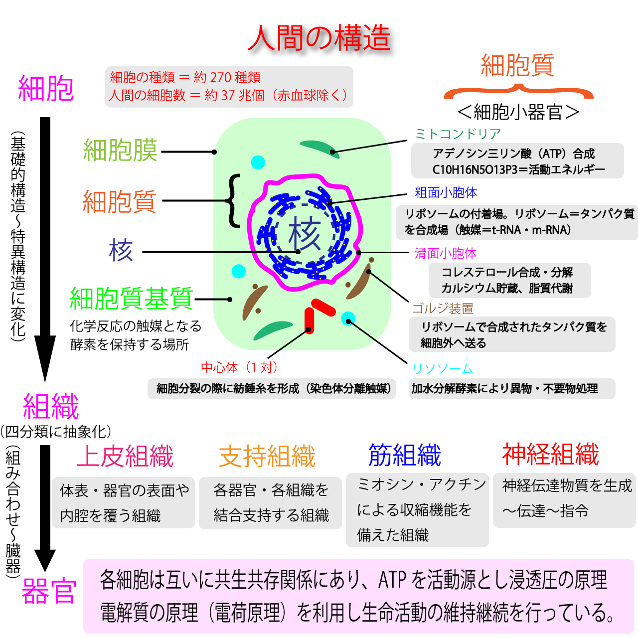 細胞単位の人間構造